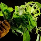 Kako i kada sakupljati koprivu: za supu, za sušenje, za lečenje